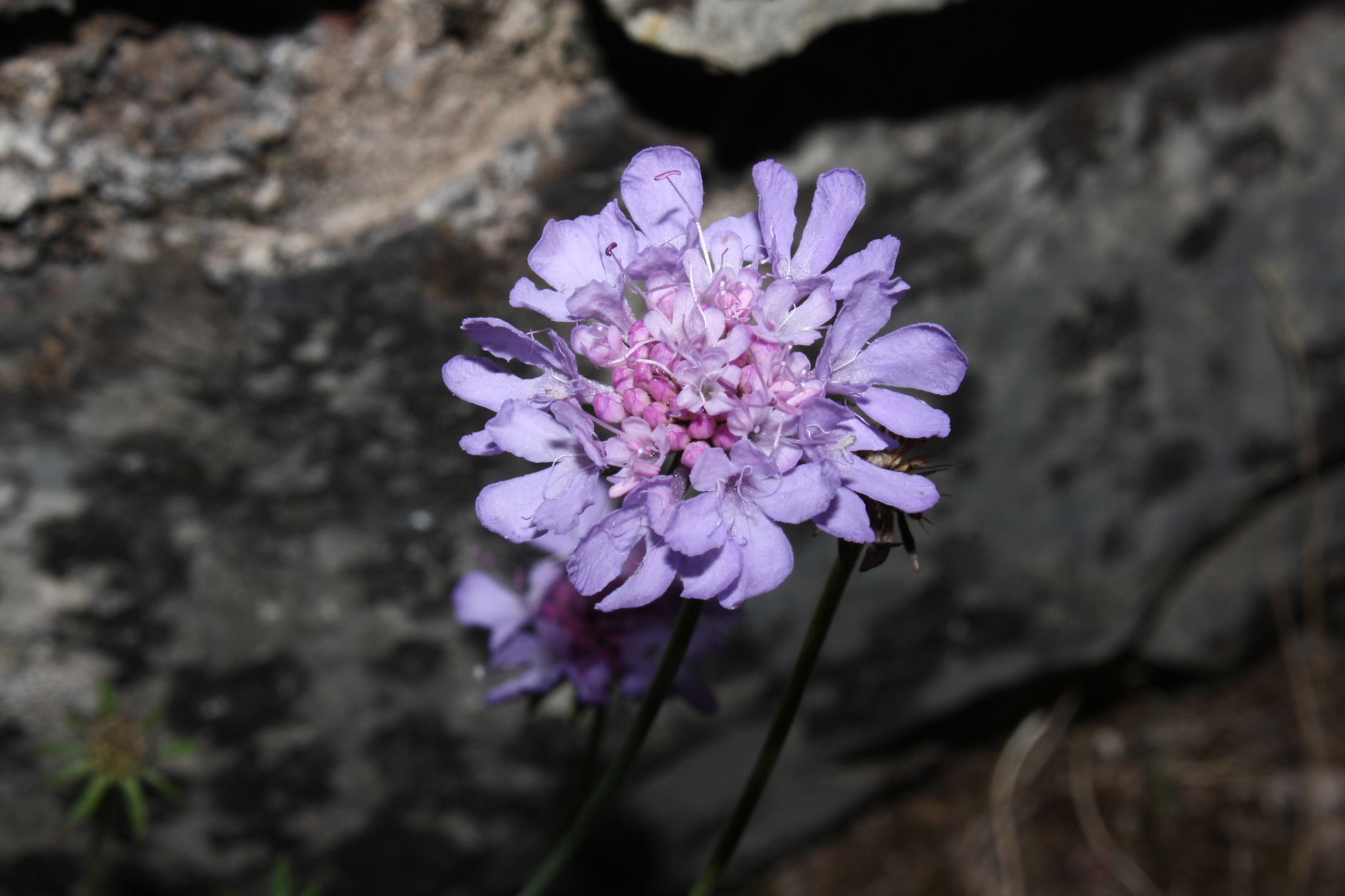 Scabiosa ?? da determinare � 2
